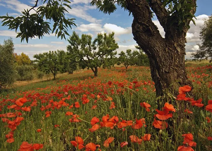 Farma Masseria Il Frantoio Ostuni