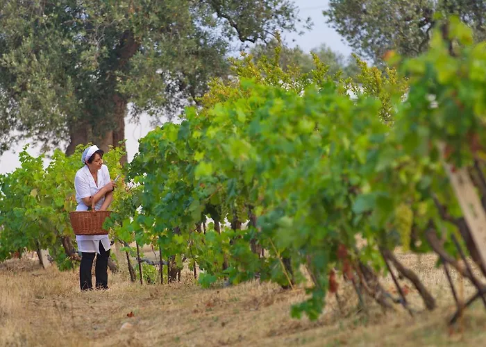 Masseria Il Frantoio Farma *